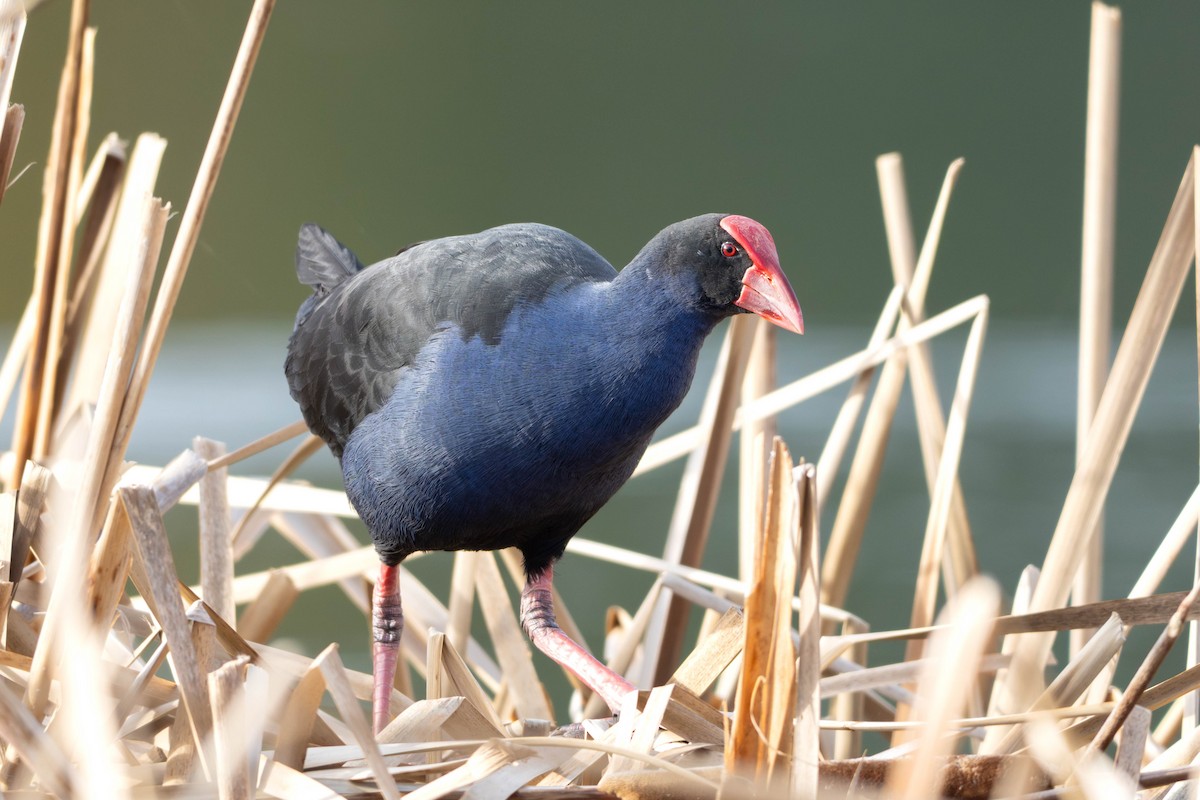 Australasian Swamphen - ML640675845