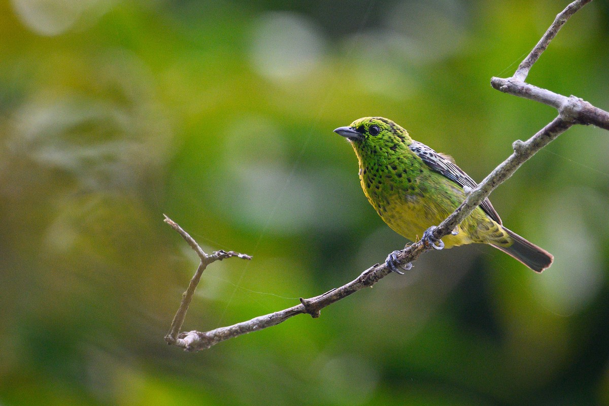 Yellow-bellied Tanager - ML640675900