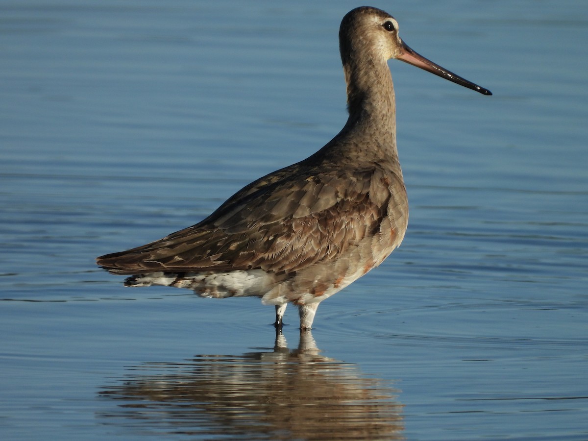 Hudsonian Godwit - ML640675913