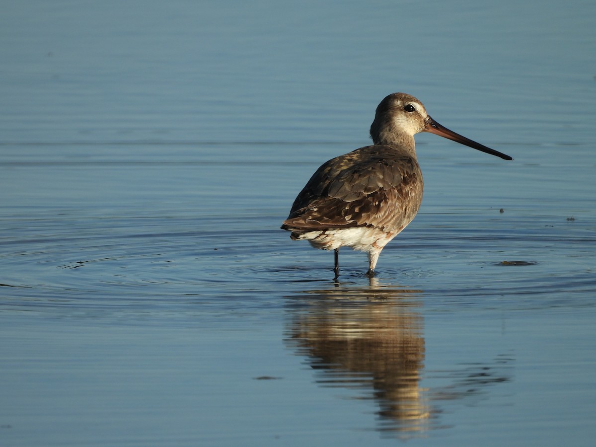 Hudsonian Godwit - ML640675914