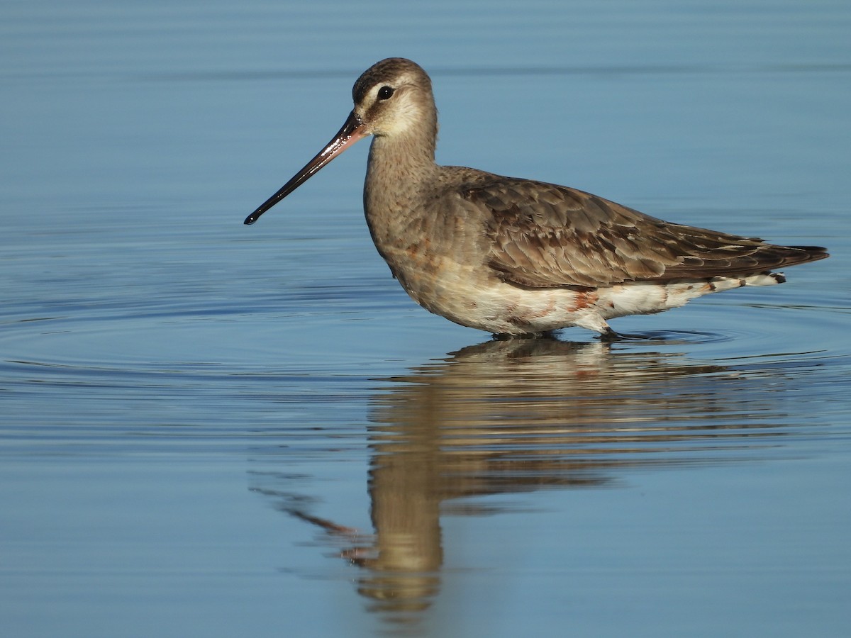 Hudsonian Godwit - ML640675915