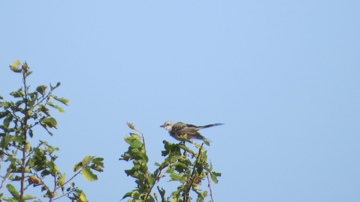 Scissor-tailed Flycatcher - ML640675948