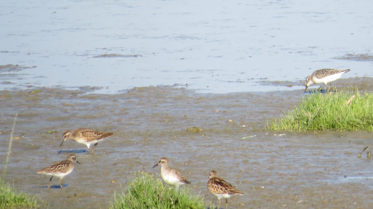 Least Sandpiper - ML640675951