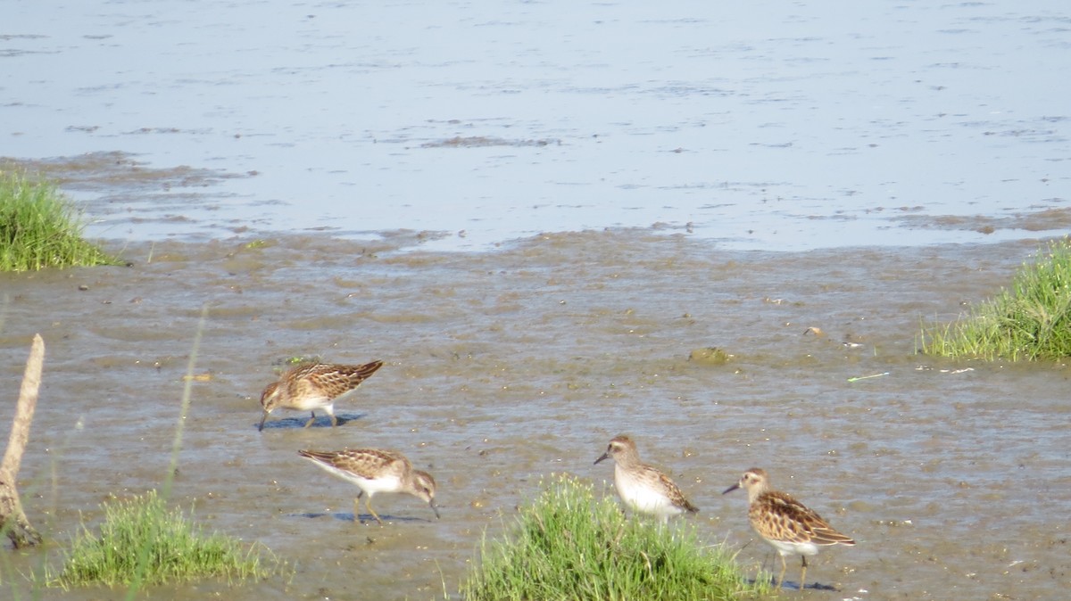 Least Sandpiper - ML640675954