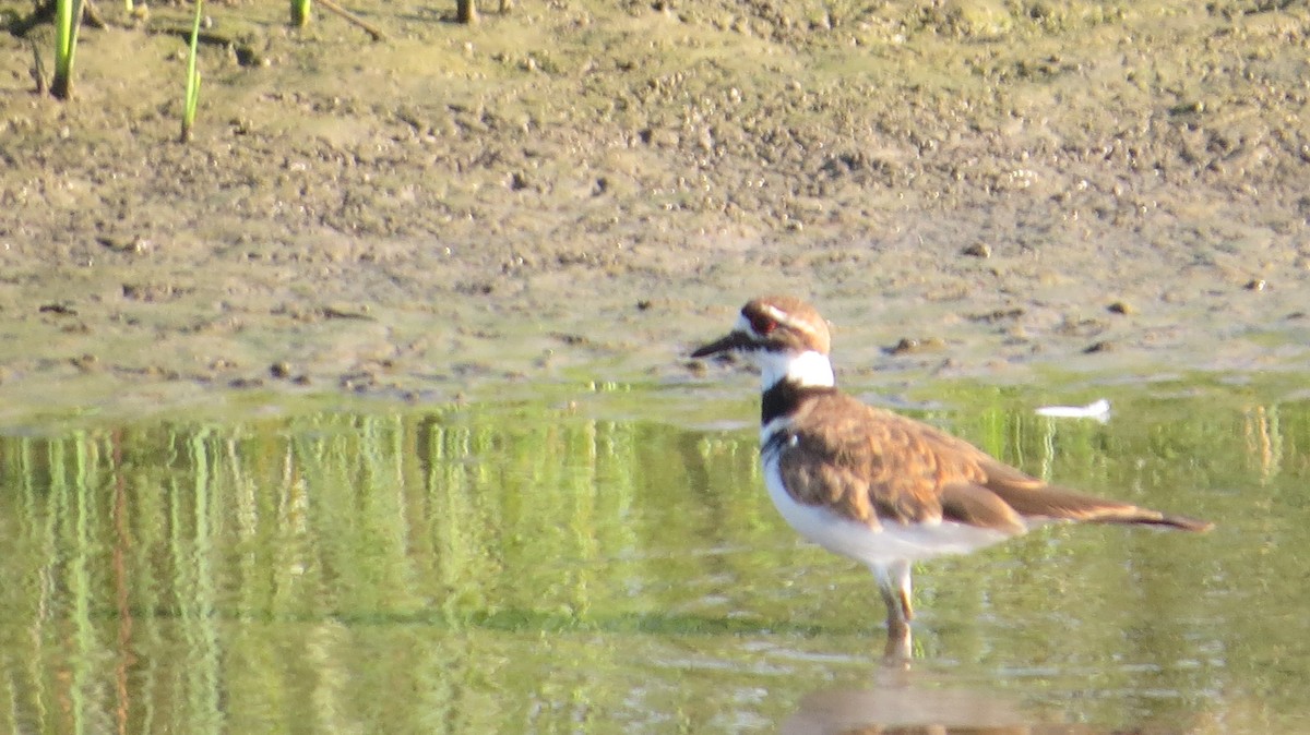 Killdeer - ML640675967