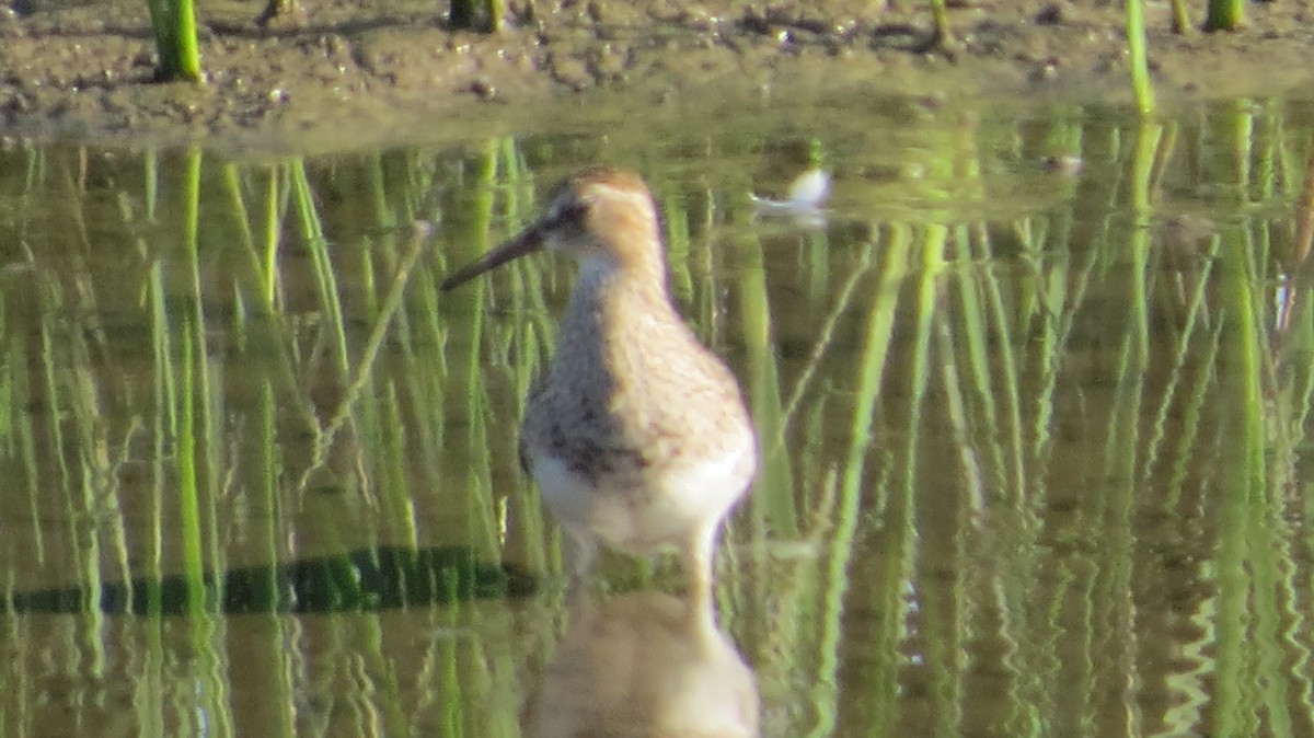 Pectoral Sandpiper - ML640675971