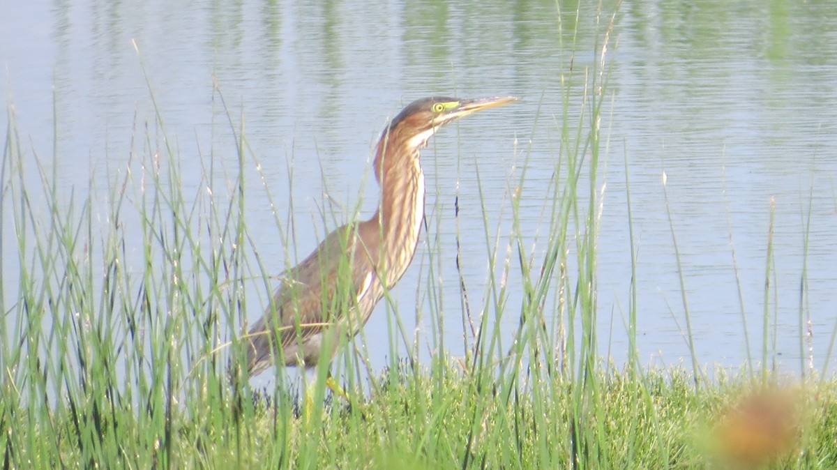 Green Heron - ML640676022