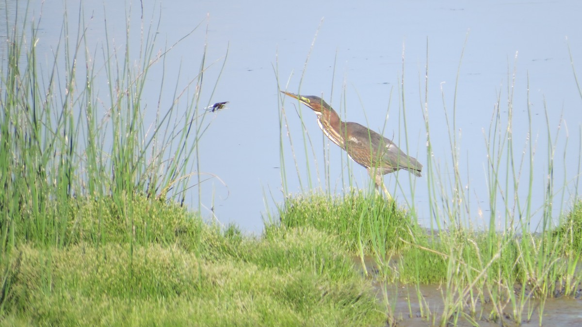 Green Heron - ML640676026