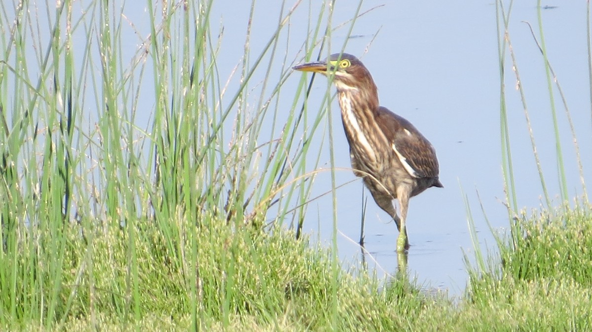 Green Heron - ML640676029