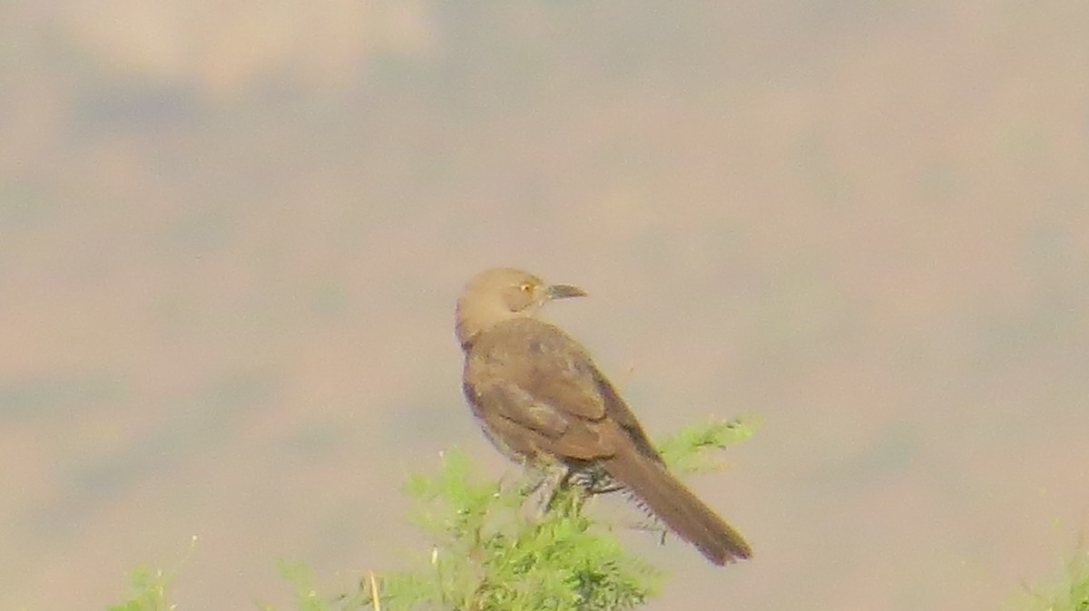 Bendire's Thrasher - ML640676045