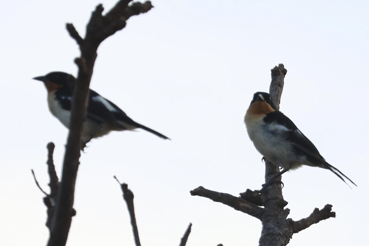 White-rumped Tanager - ML640676102