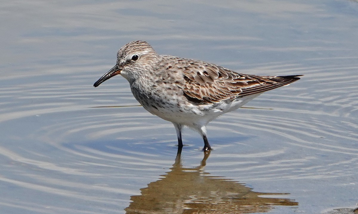 White-rumped Sandpiper - ML640676129