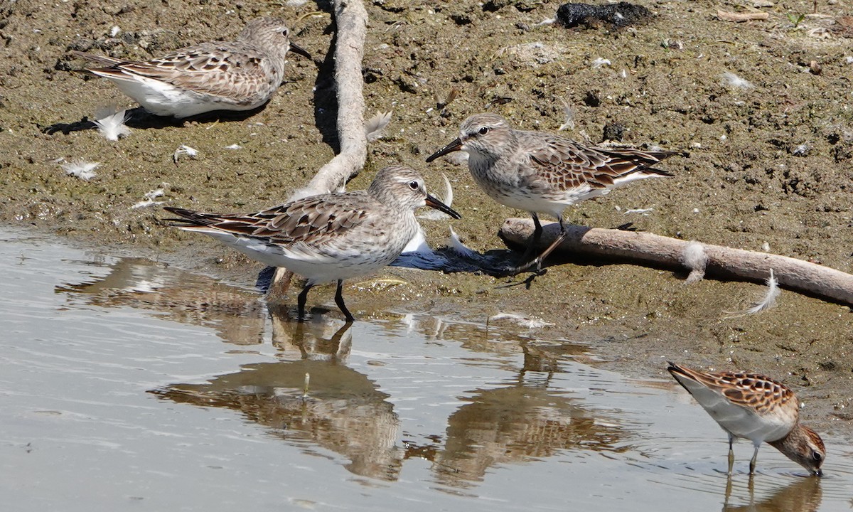 White-rumped Sandpiper - ML640676130