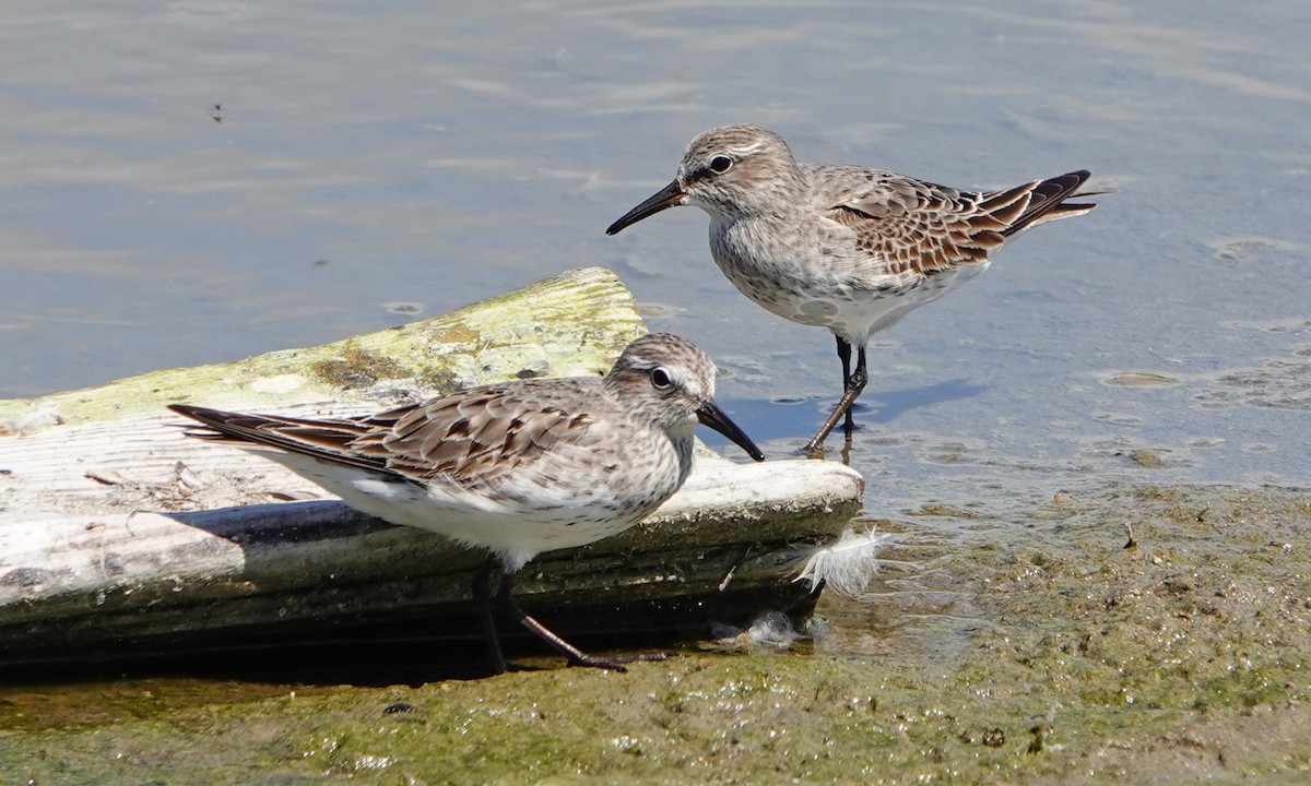 White-rumped Sandpiper - ML640676131