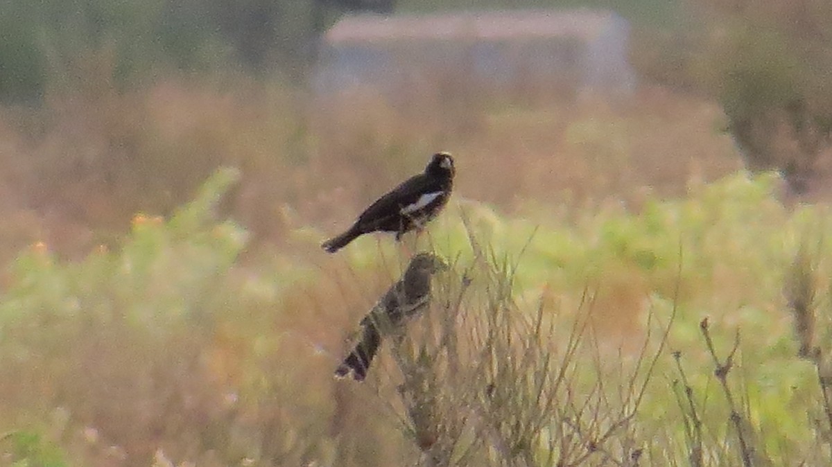 Lark Bunting - ML640676134