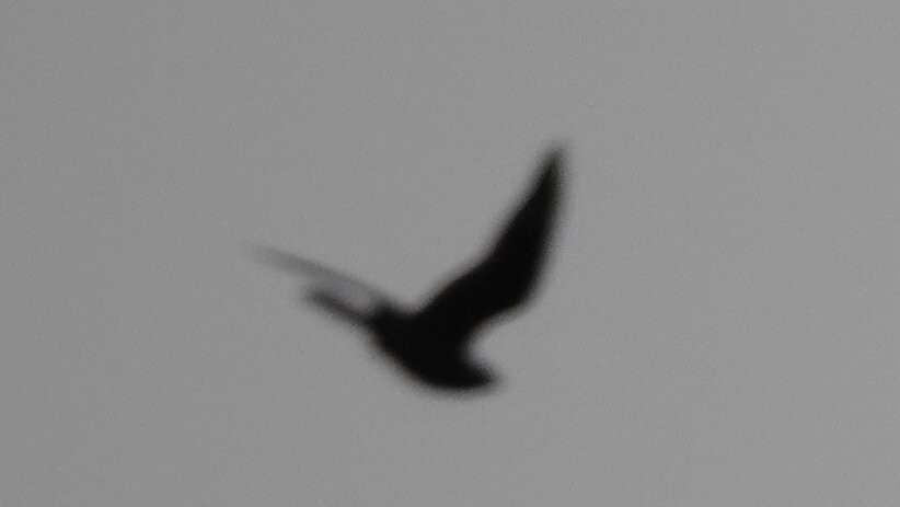 Common Nighthawk - ML640676153