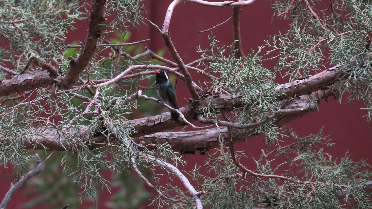 White-eared Hummingbird - ML640676219