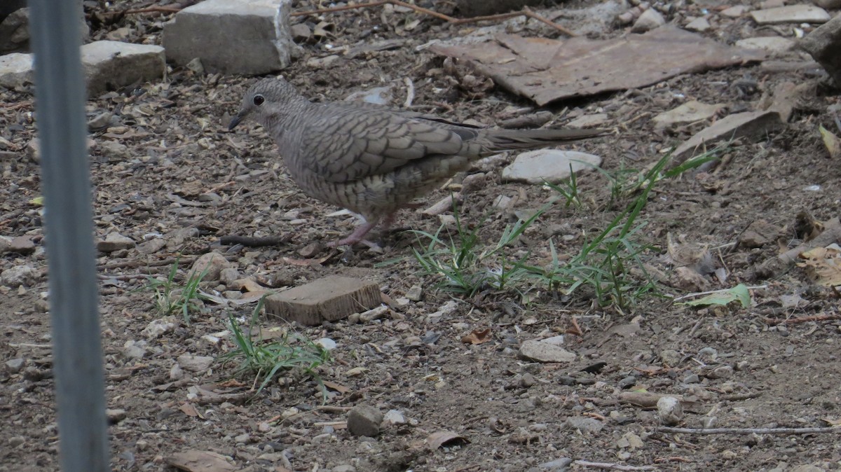 Inca Dove - ML640676225