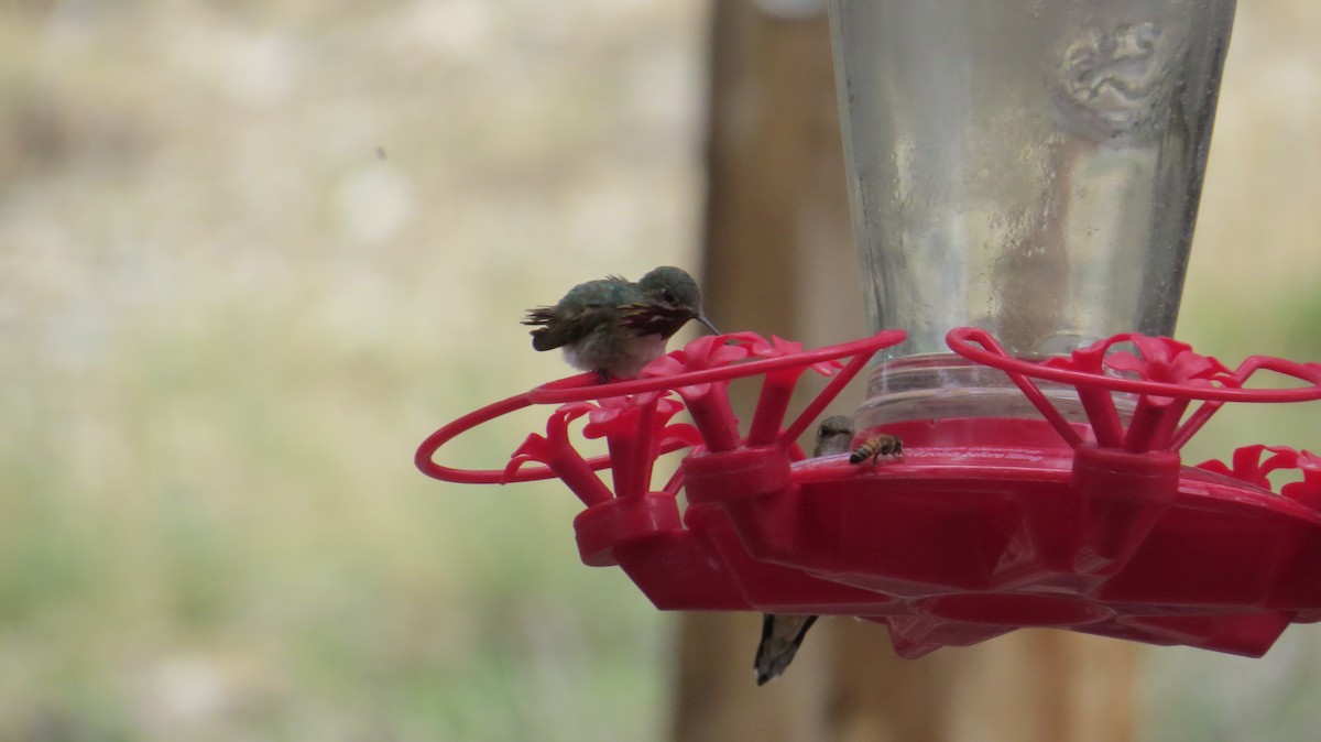 Calliope Hummingbird - ML640676250