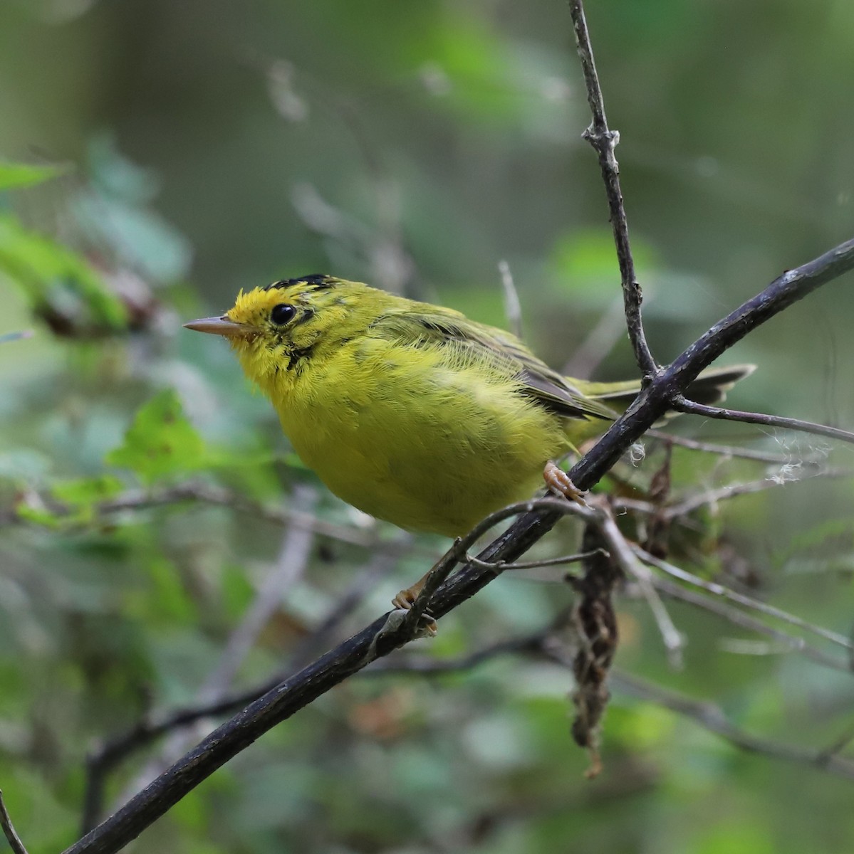 kalottparula - ML640676291