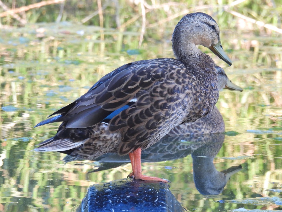 Mallard x Mexican Duck (hybrid) - ML640676299