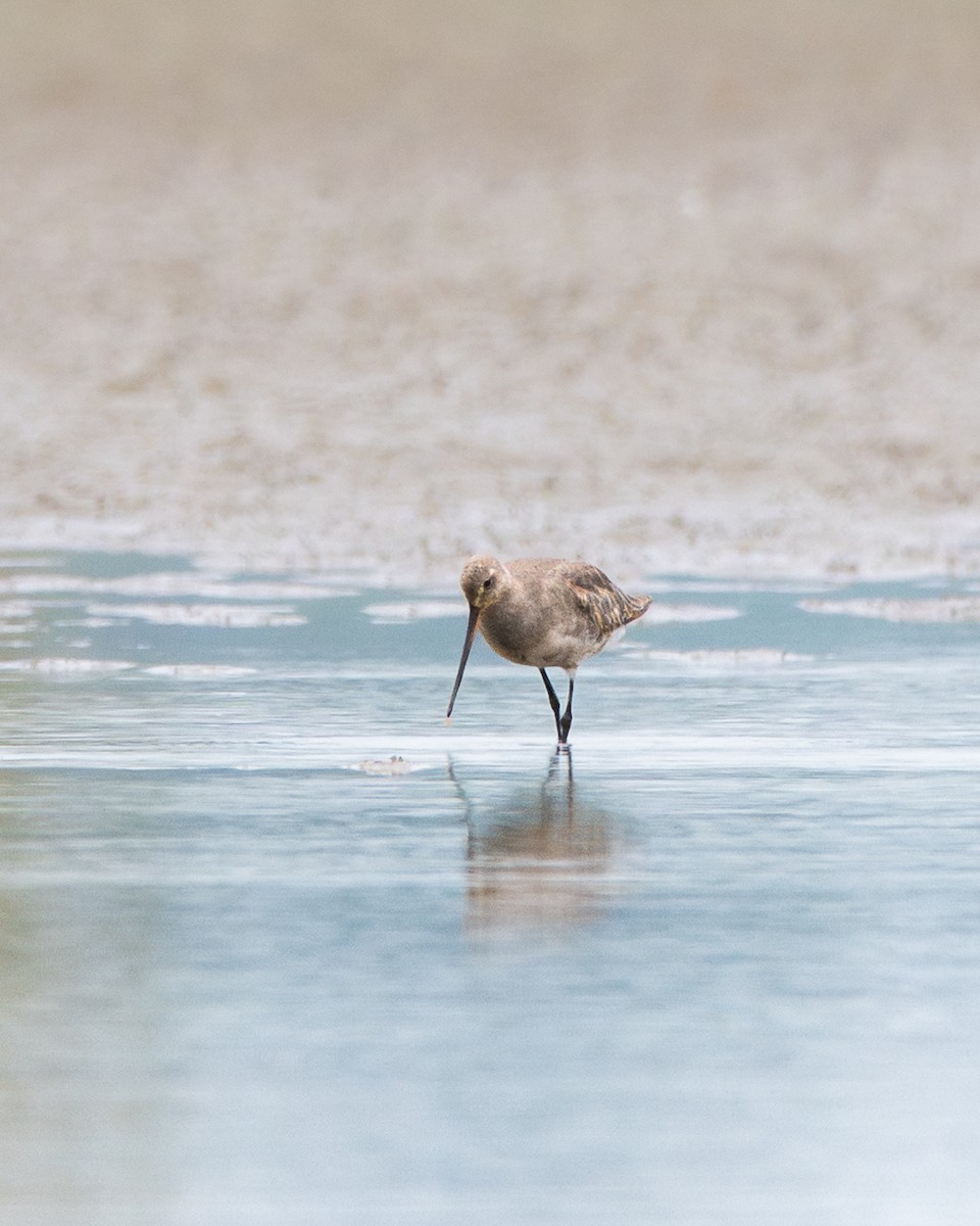 Hudsonian Godwit - ML640676317