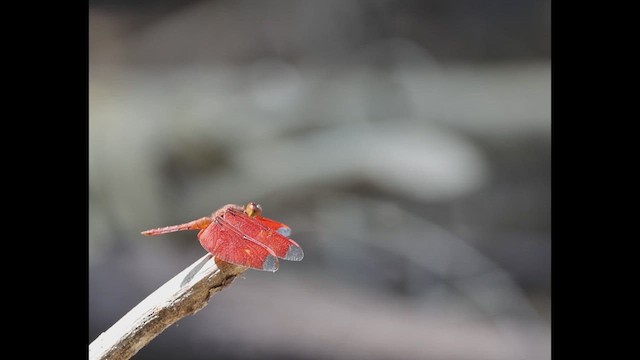 Russet Percher - ML640676390