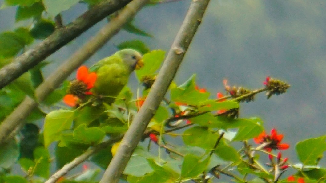 Plum-headed Parakeet - ML640676526
