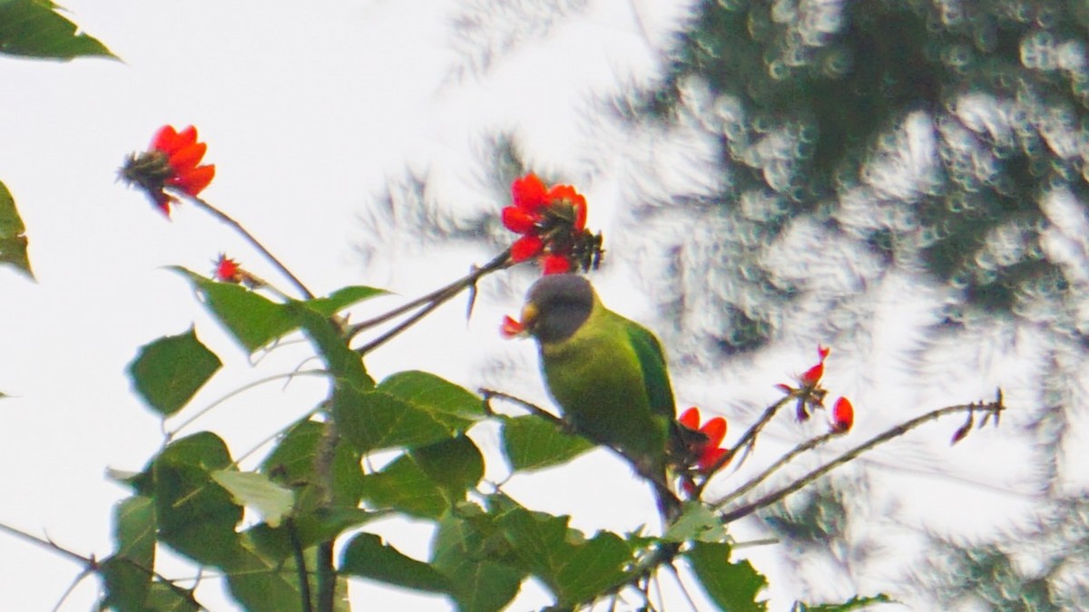 Plum-headed Parakeet - ML640676527