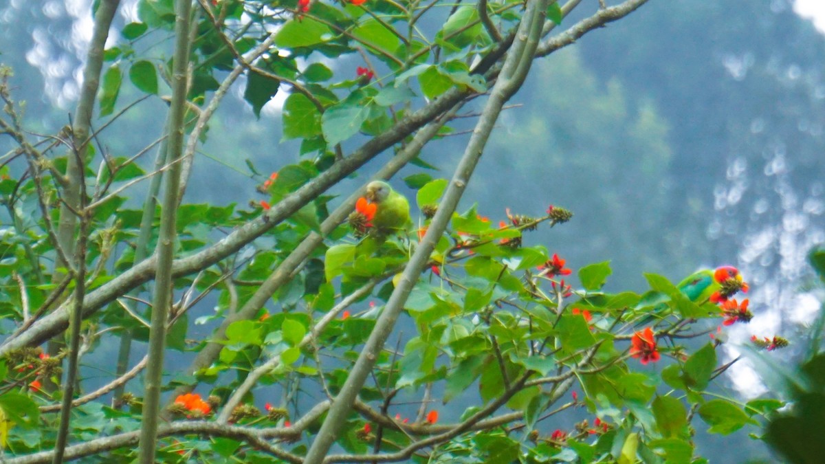 Plum-headed Parakeet - ML640676528