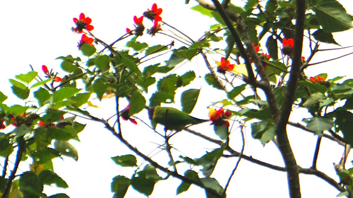 Plum-headed Parakeet - ML640676556