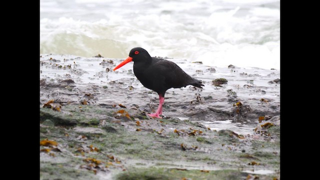 Sooty Oystercatcher - ML640676558