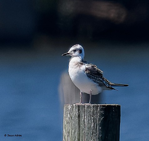 Bonaparte's Gull - ML640676605