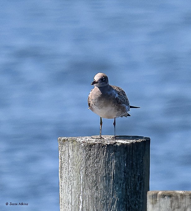 Laughing Gull - ML640676614