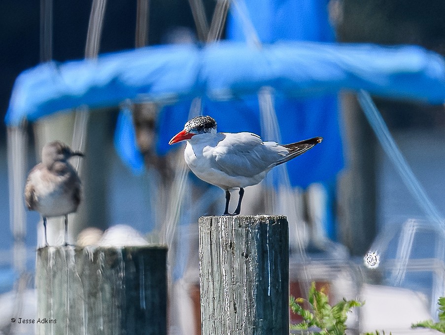 Caspian Tern - ML640676625