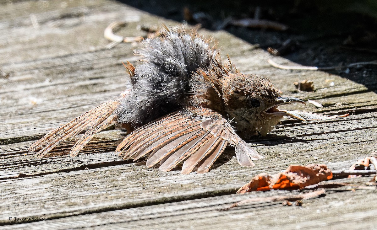 Carolina Wren (Northern) - ML640676642