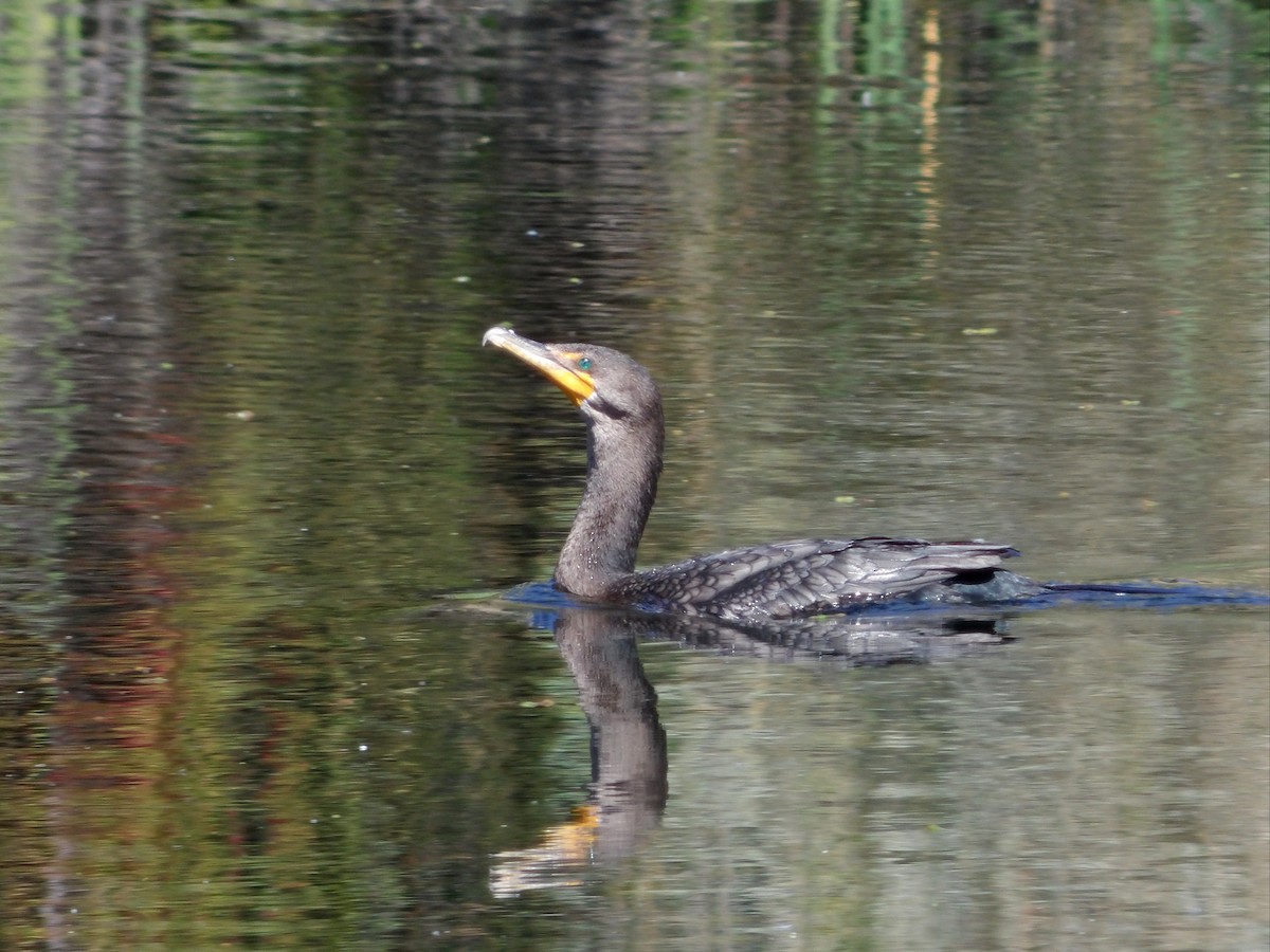 Double-crested Cormorant - ML640676689