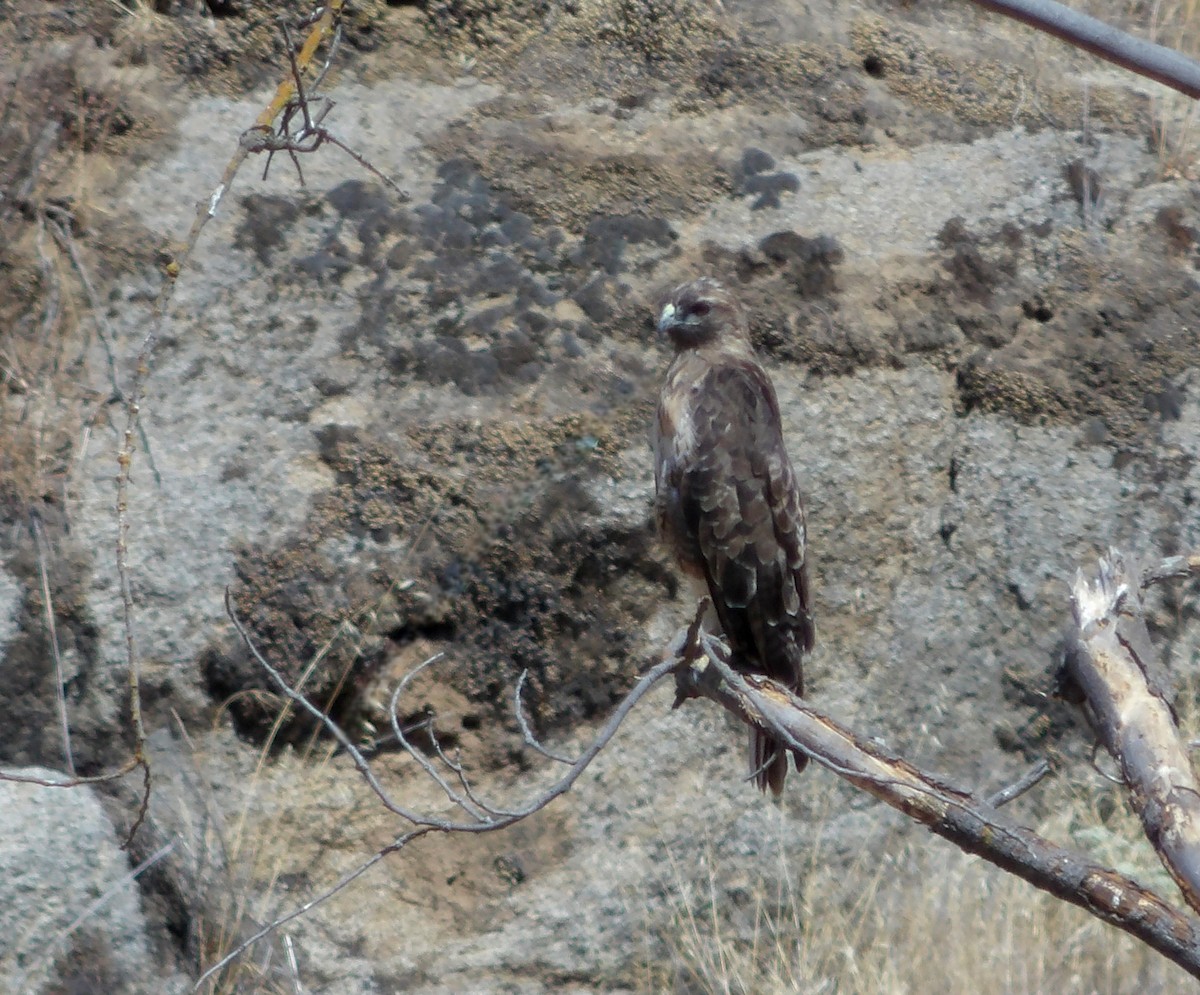 Swainson's Hawk - ML640676702