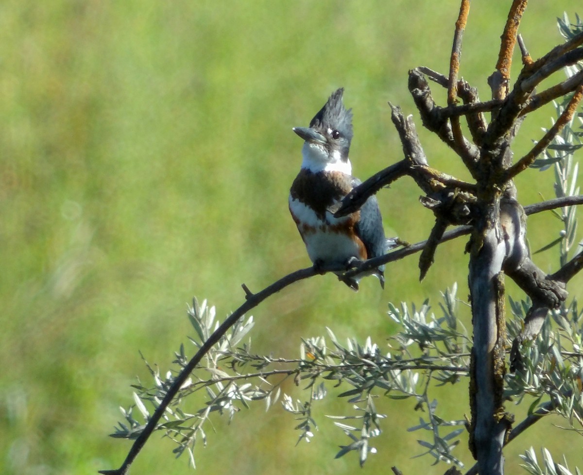 Belted Kingfisher - ML640676719