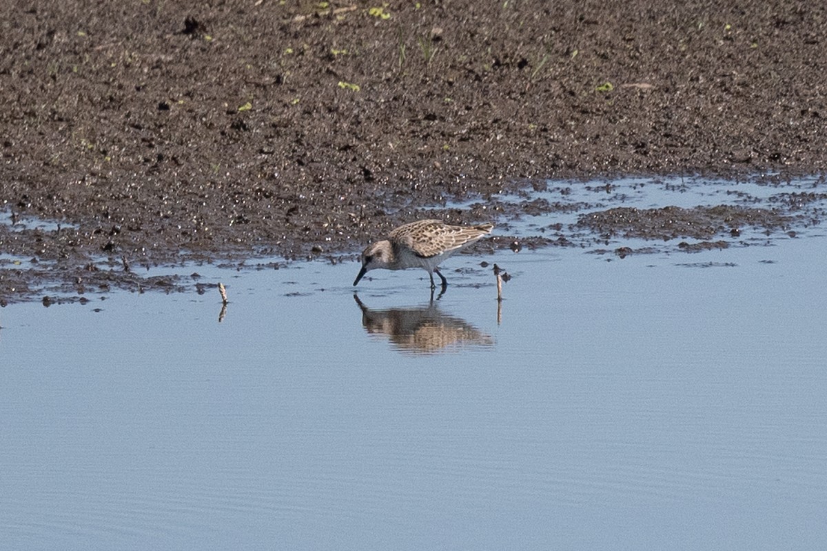 Semipalmated Sandpiper - ML640676755