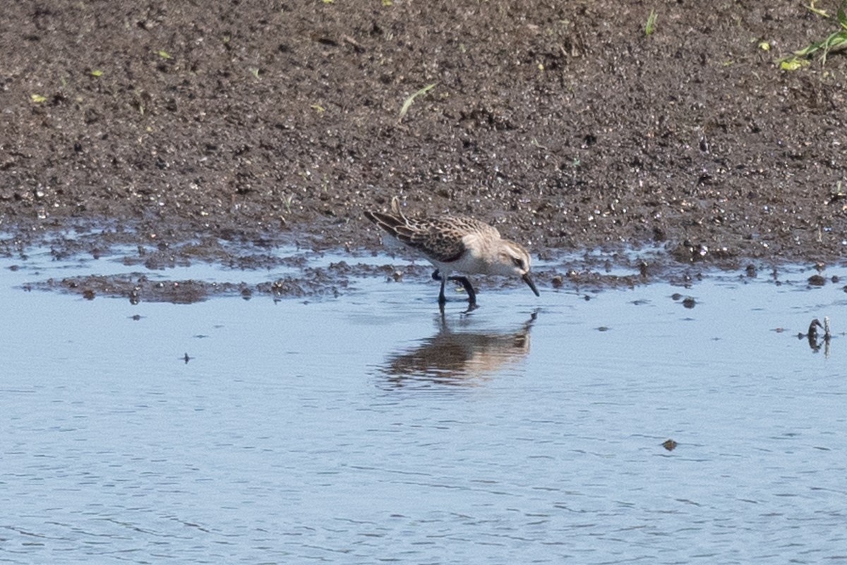 Semipalmated Sandpiper - ML640676756