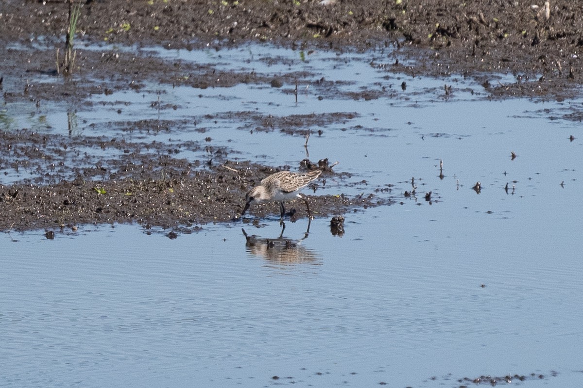 Semipalmated Sandpiper - ML640676757