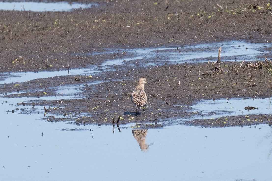 Baird's Sandpiper - ML640676761