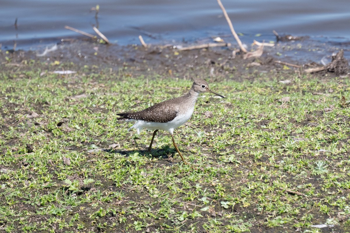 Solitary Sandpiper - ML640676763
