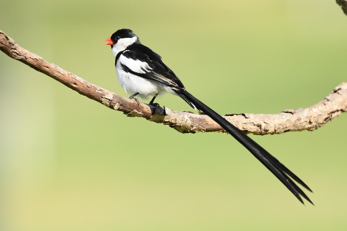Pin-tailed Whydah - ML640676792