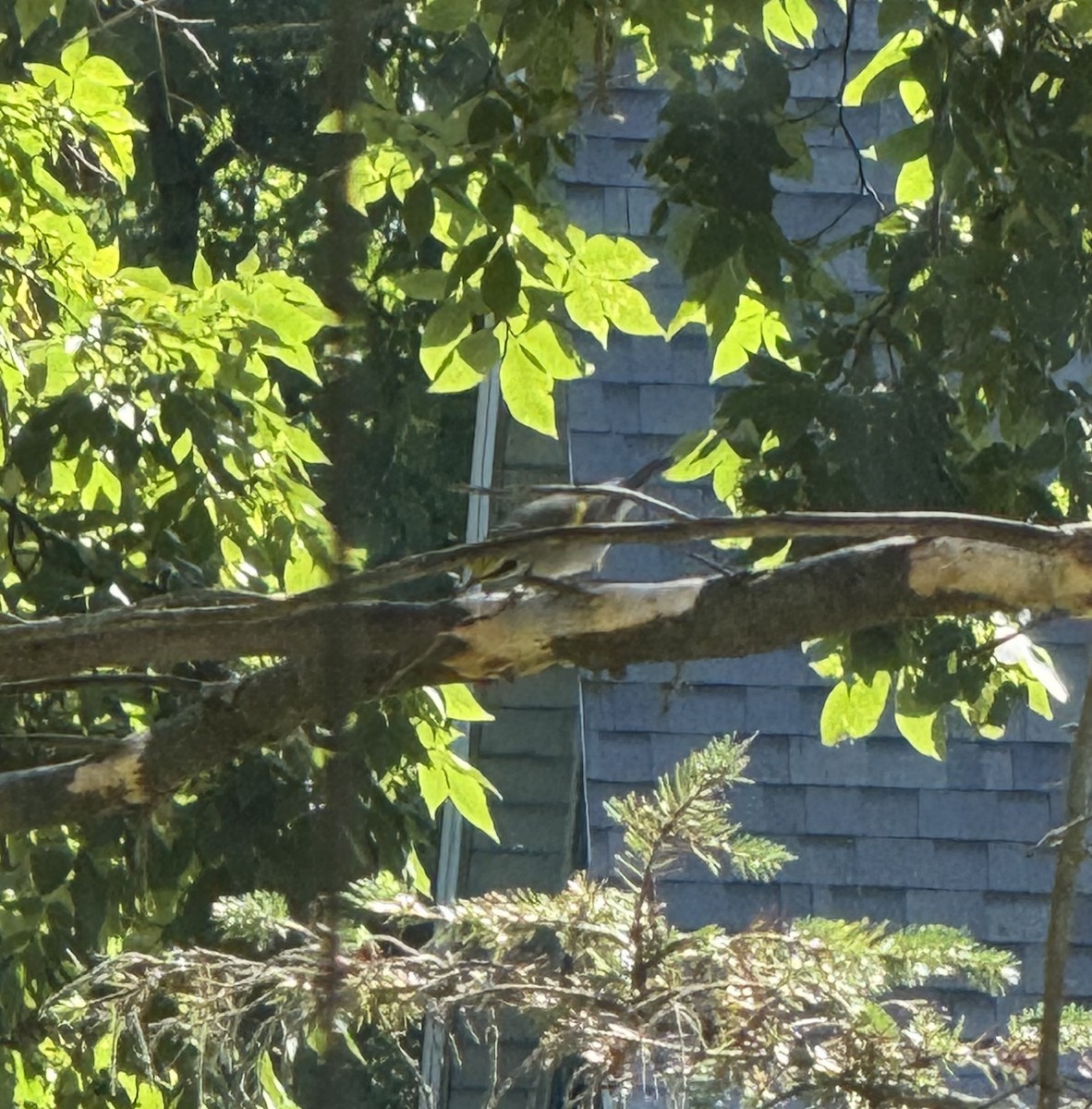 Golden-winged Warbler - ML640676818