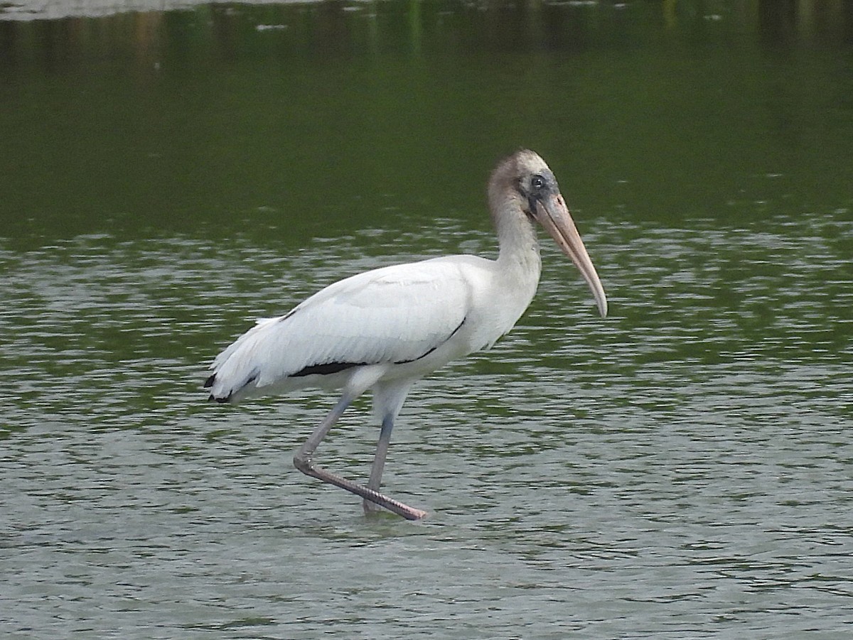 Wood Stork - ML640676821