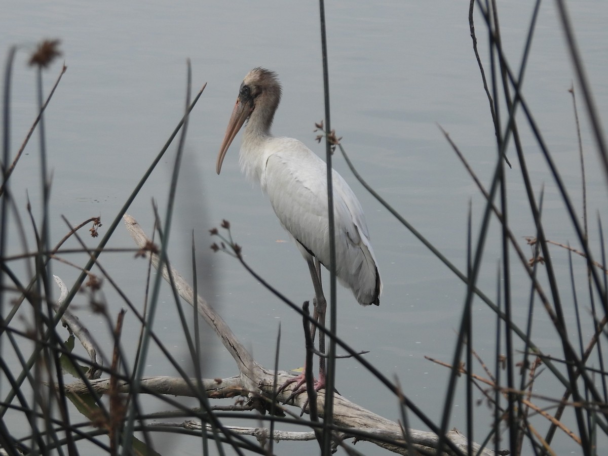 Wood Stork - ML640676822
