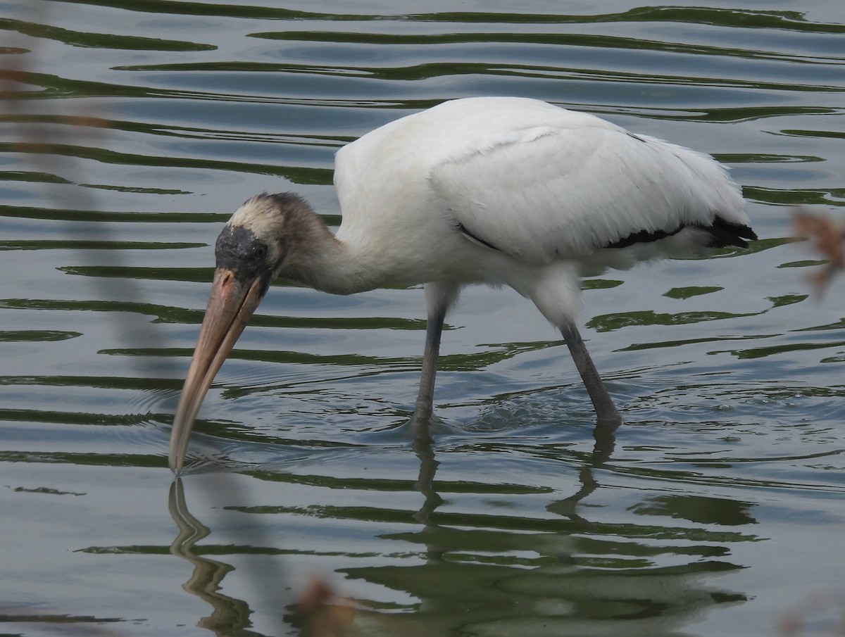 Wood Stork - ML640676823