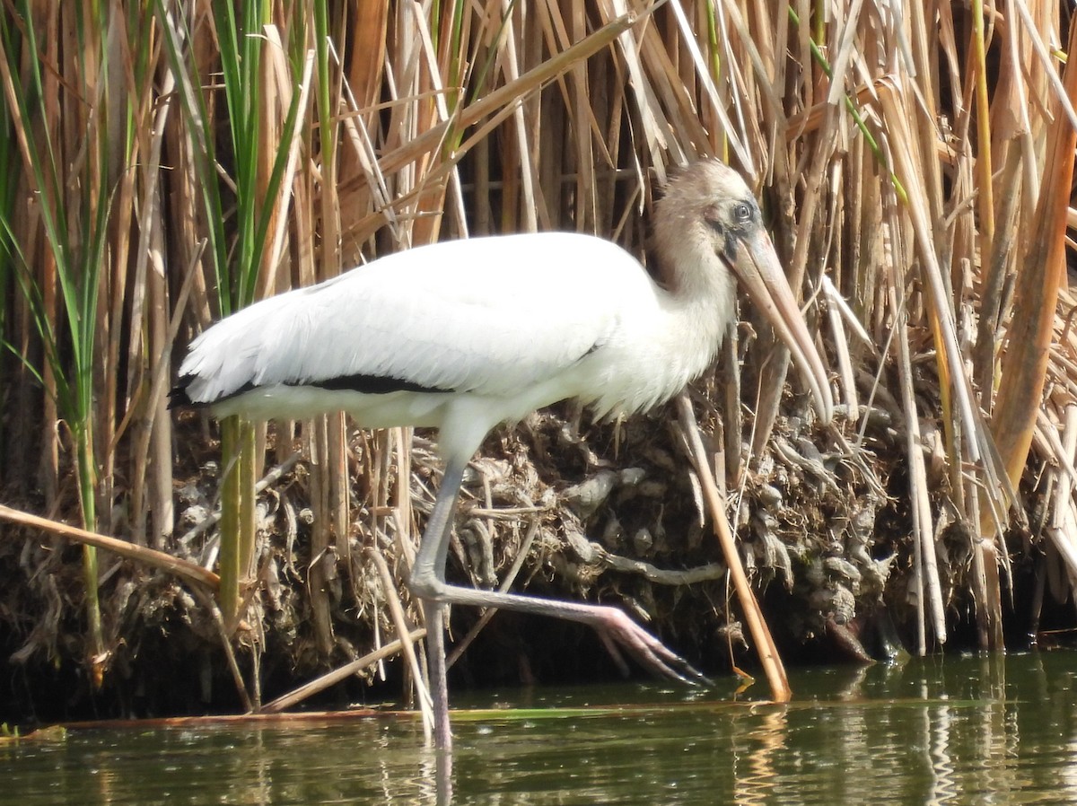 Wood Stork - ML640676824